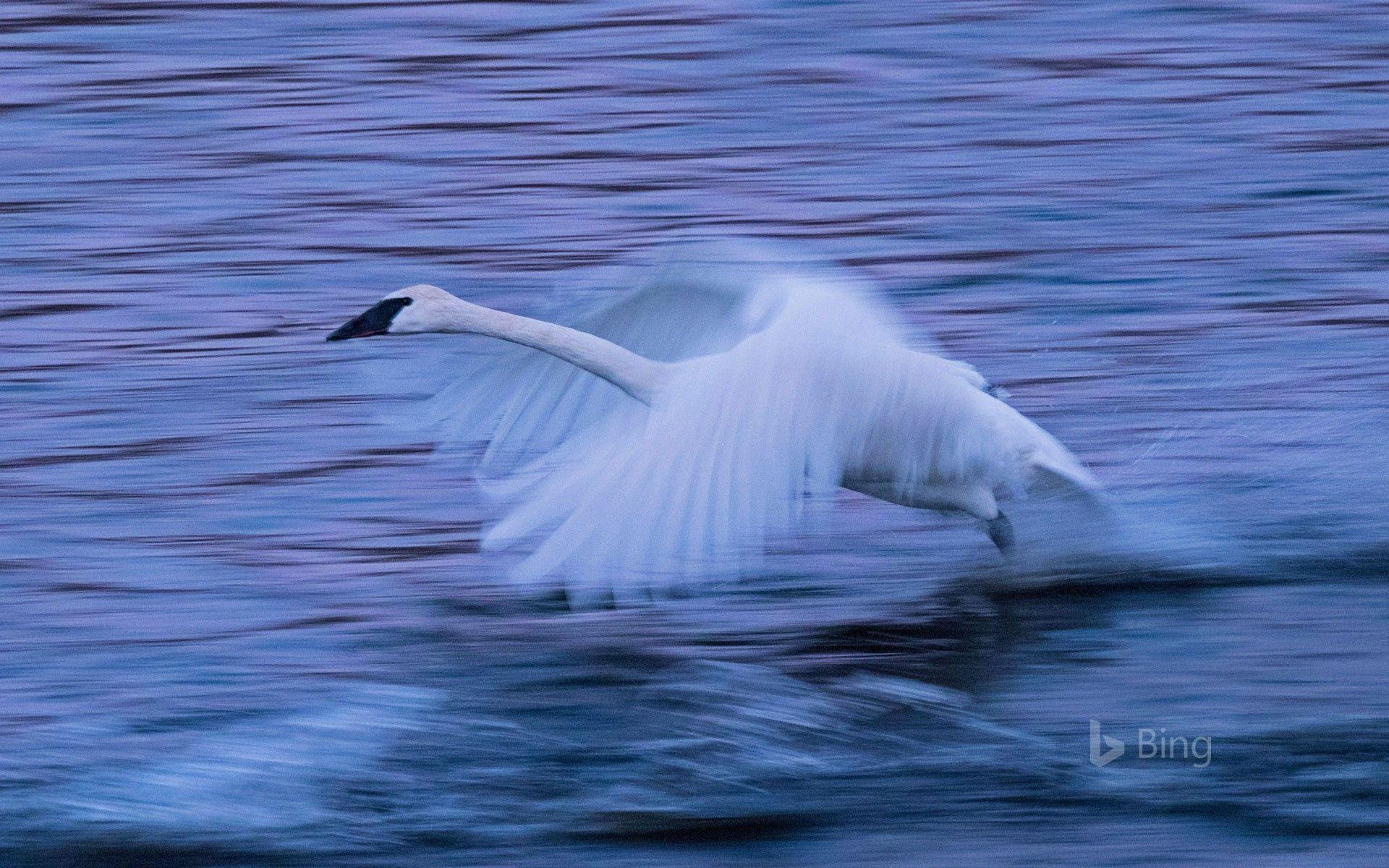 1920x1200 A tundra swan on the Mississippi River .