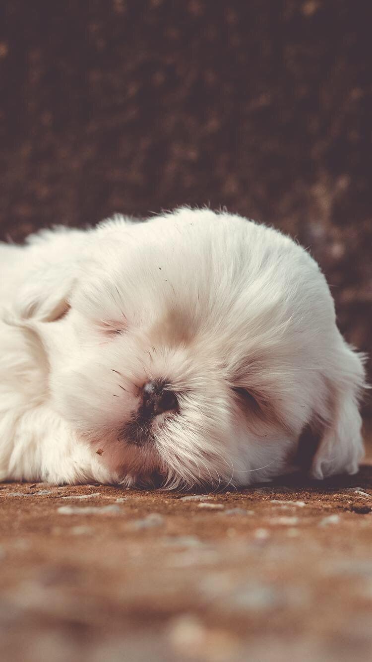 750x1334 Sleeping Puppy Wallpaper .de