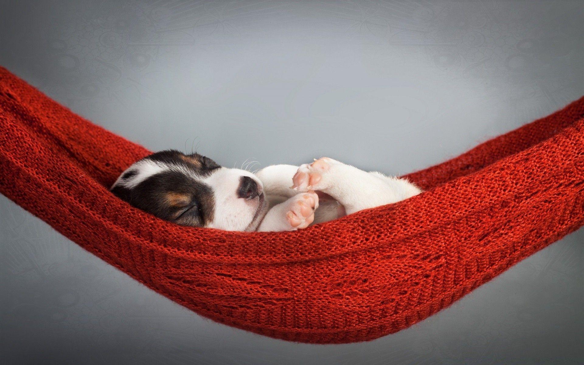 1920x1200 Puppy Sleeping Wallpapermillion