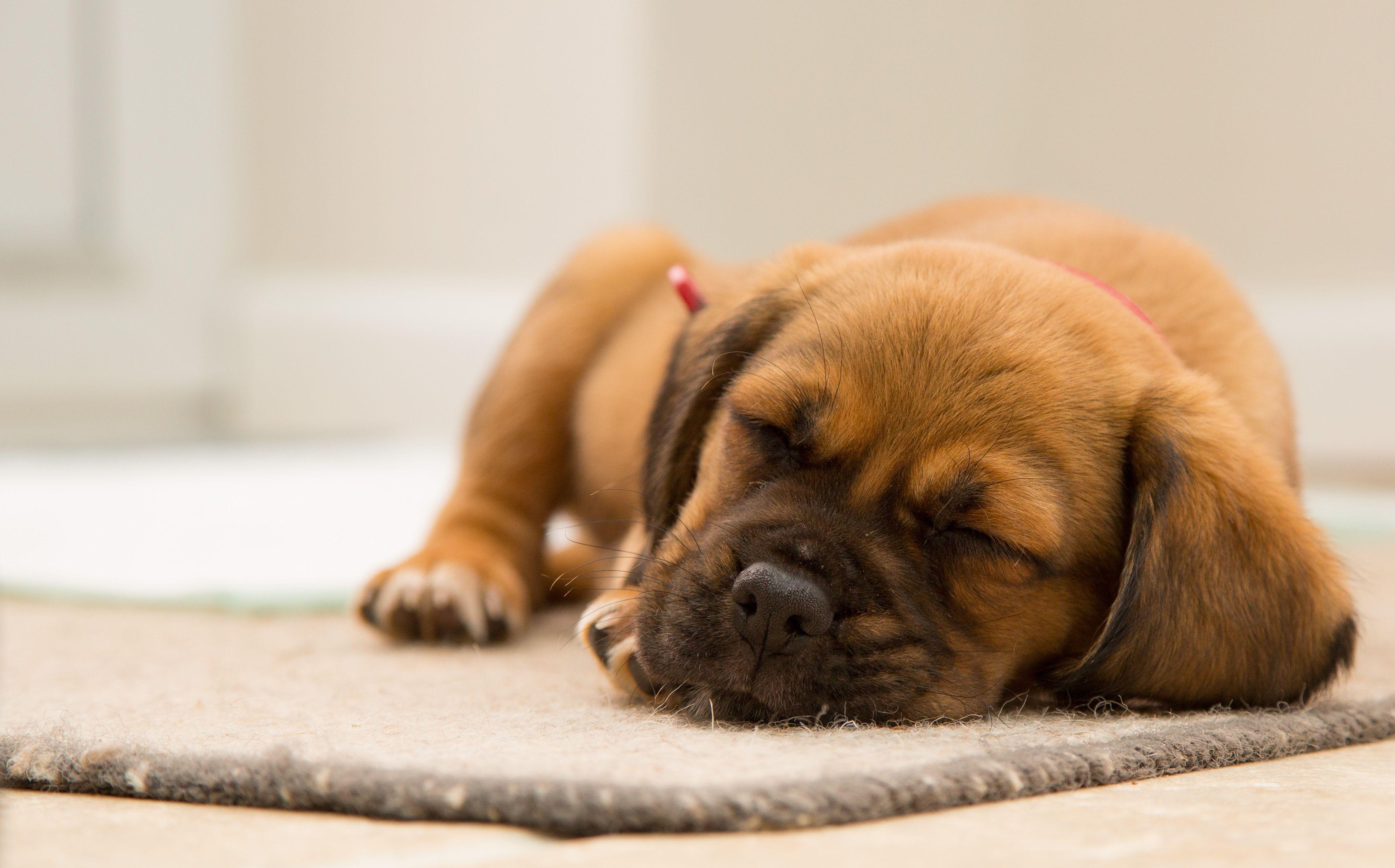 4208x2618 Short Coated Brown Puppy Sleeping On .