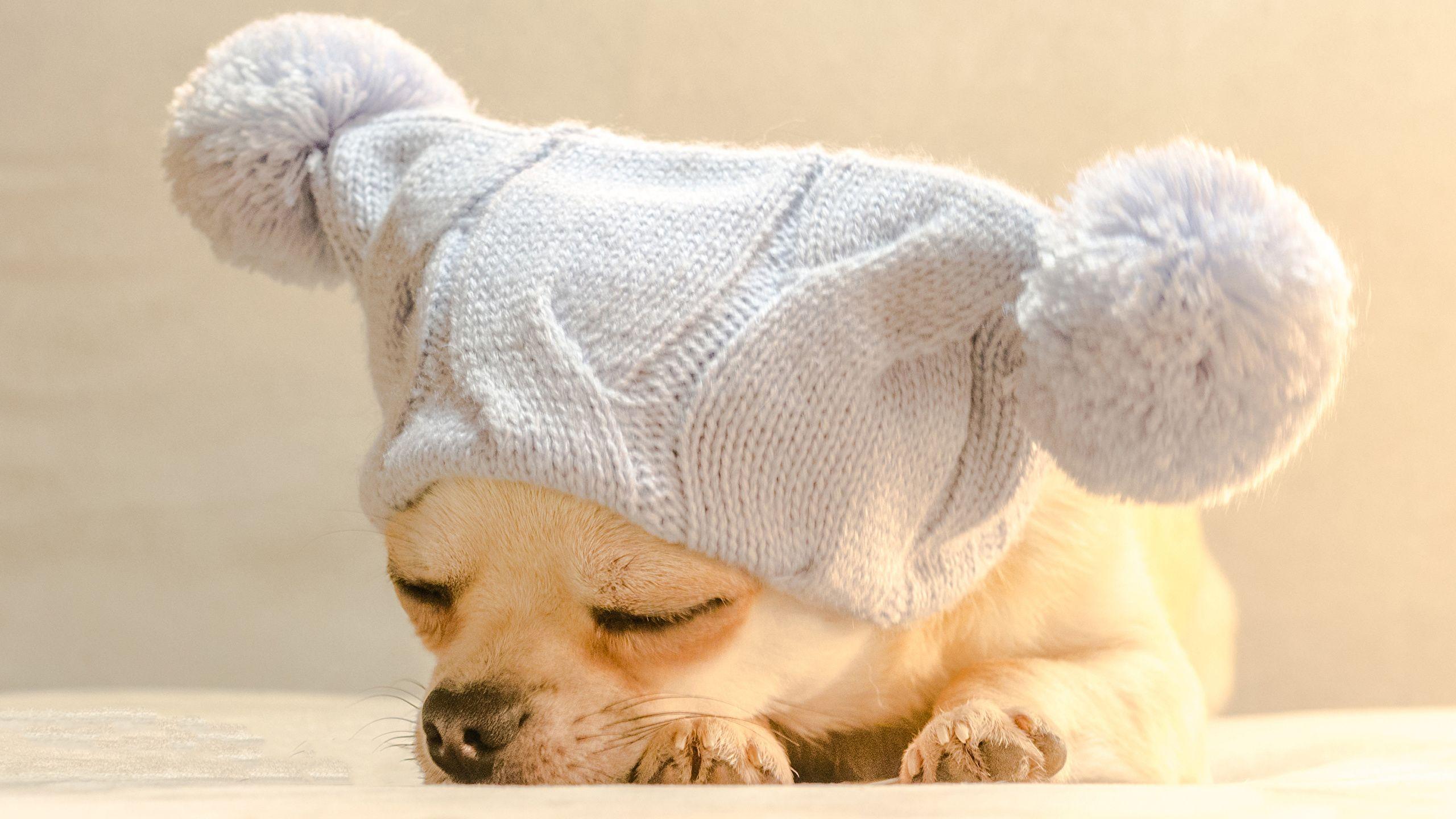 2560x1440 Wallpaper puppies Chihuahua Dogs .