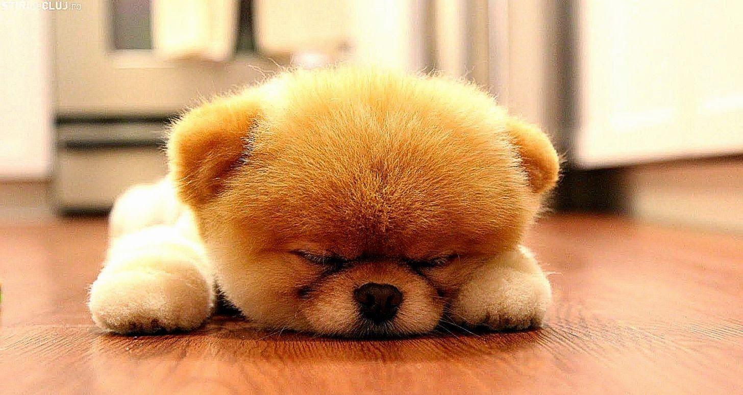 1456x775 Cute Sleeping Puppy Animal Wallpaper .backgroundwallpapergallery.