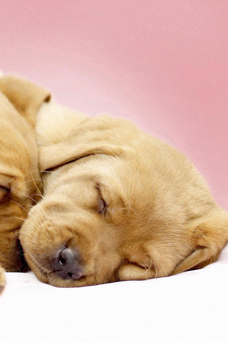 800x1200 Download wallpaper 800x1200 labradors .