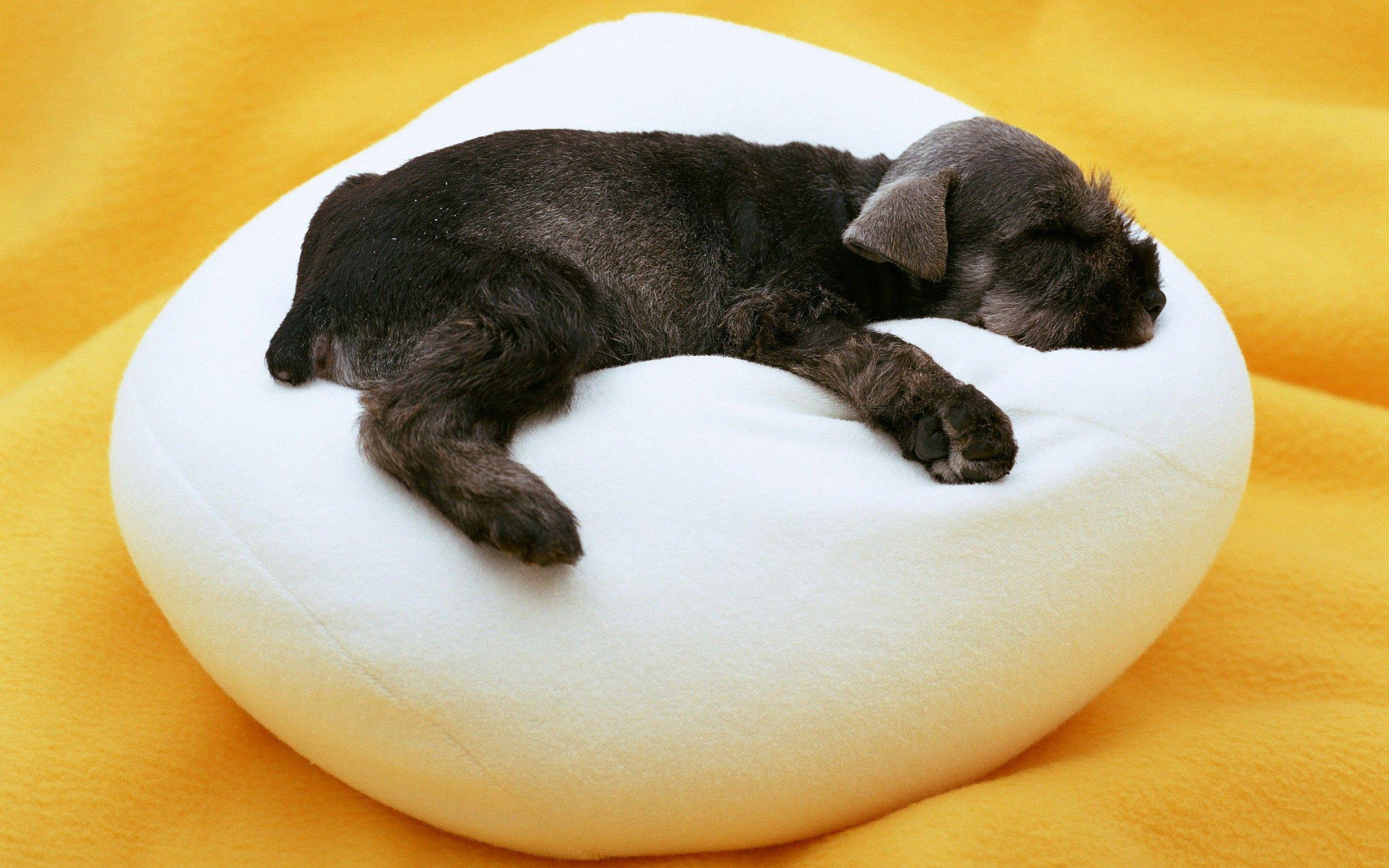 2880x1800 Puppy sleeping on a pillow. Wallpaper .
