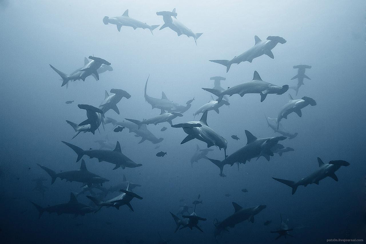 1280x854 Hammerhead Shark wallpaper
