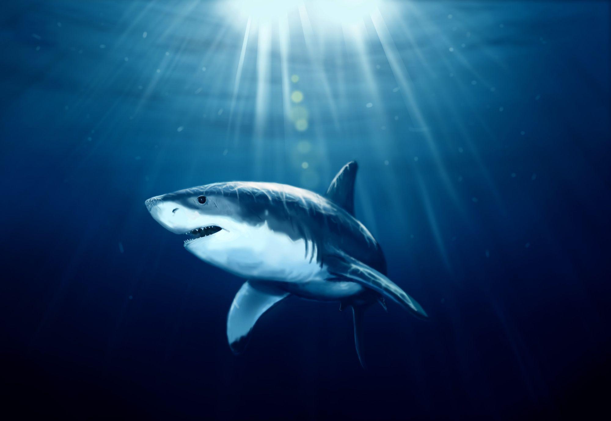 2000x1381 Shark Desktop Background on .