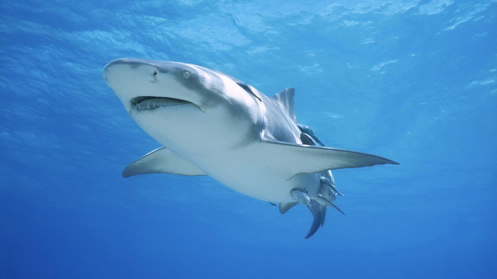 1600x900 Shark Background