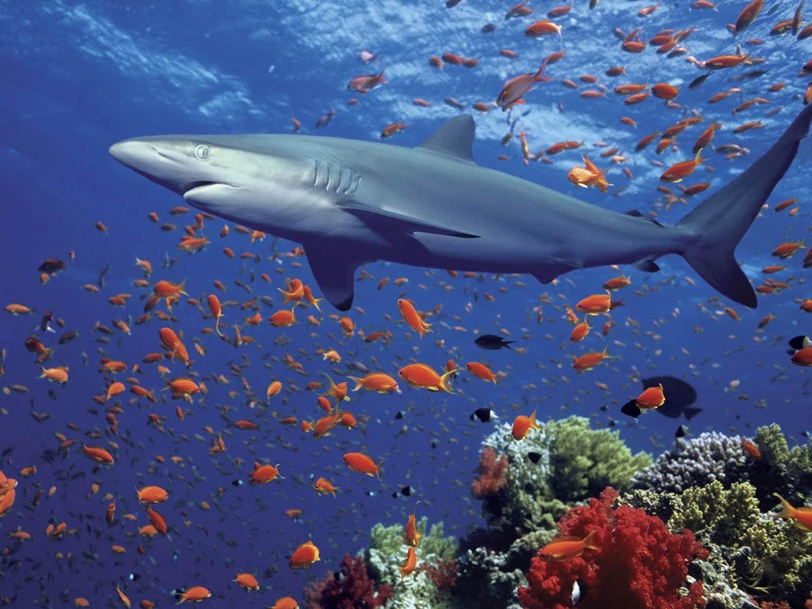 1600x1200 Shark Wallpaper for Desktop on .