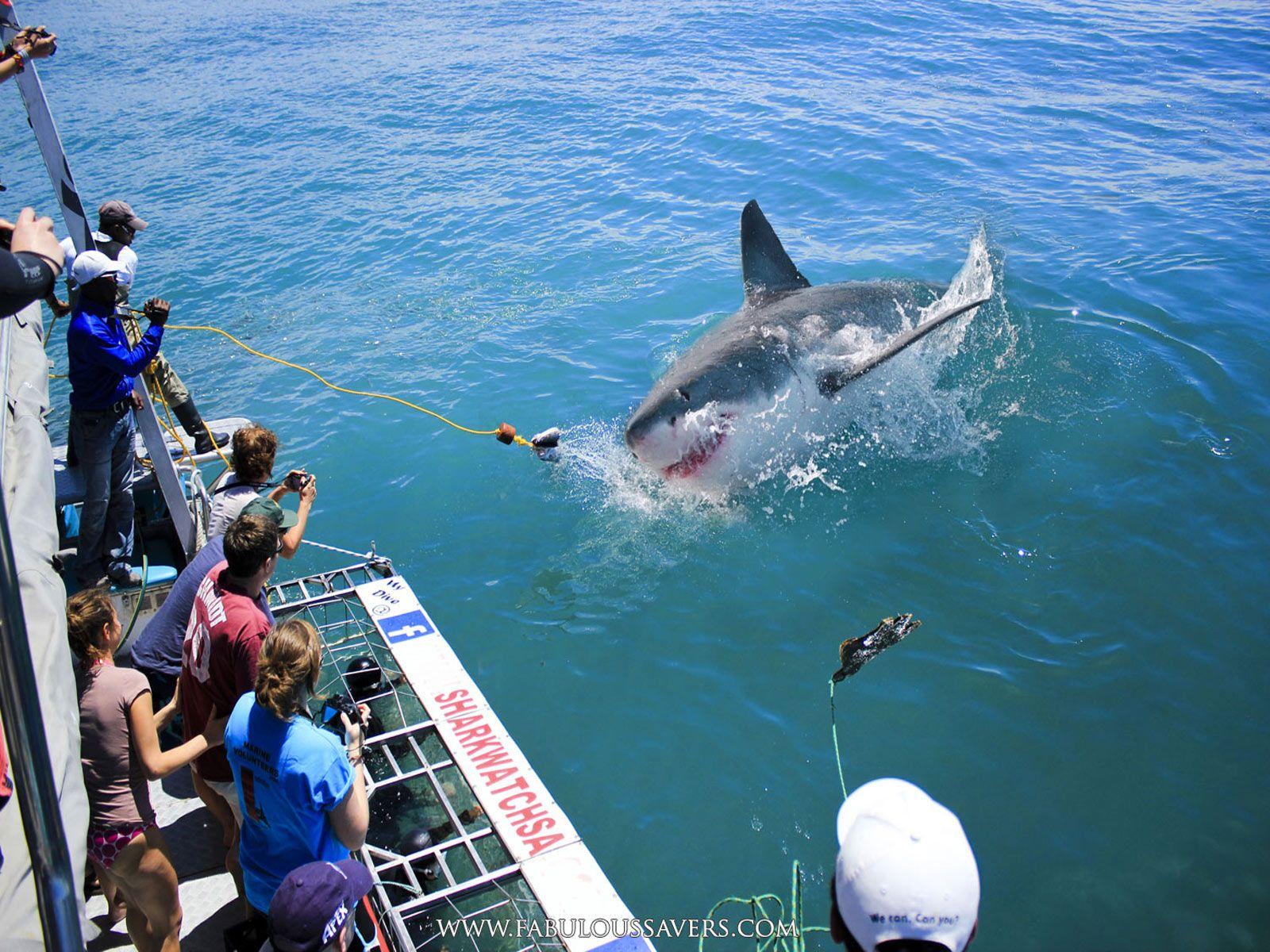 1600x1200 Free Hunting The Big Shark Megalodon .
