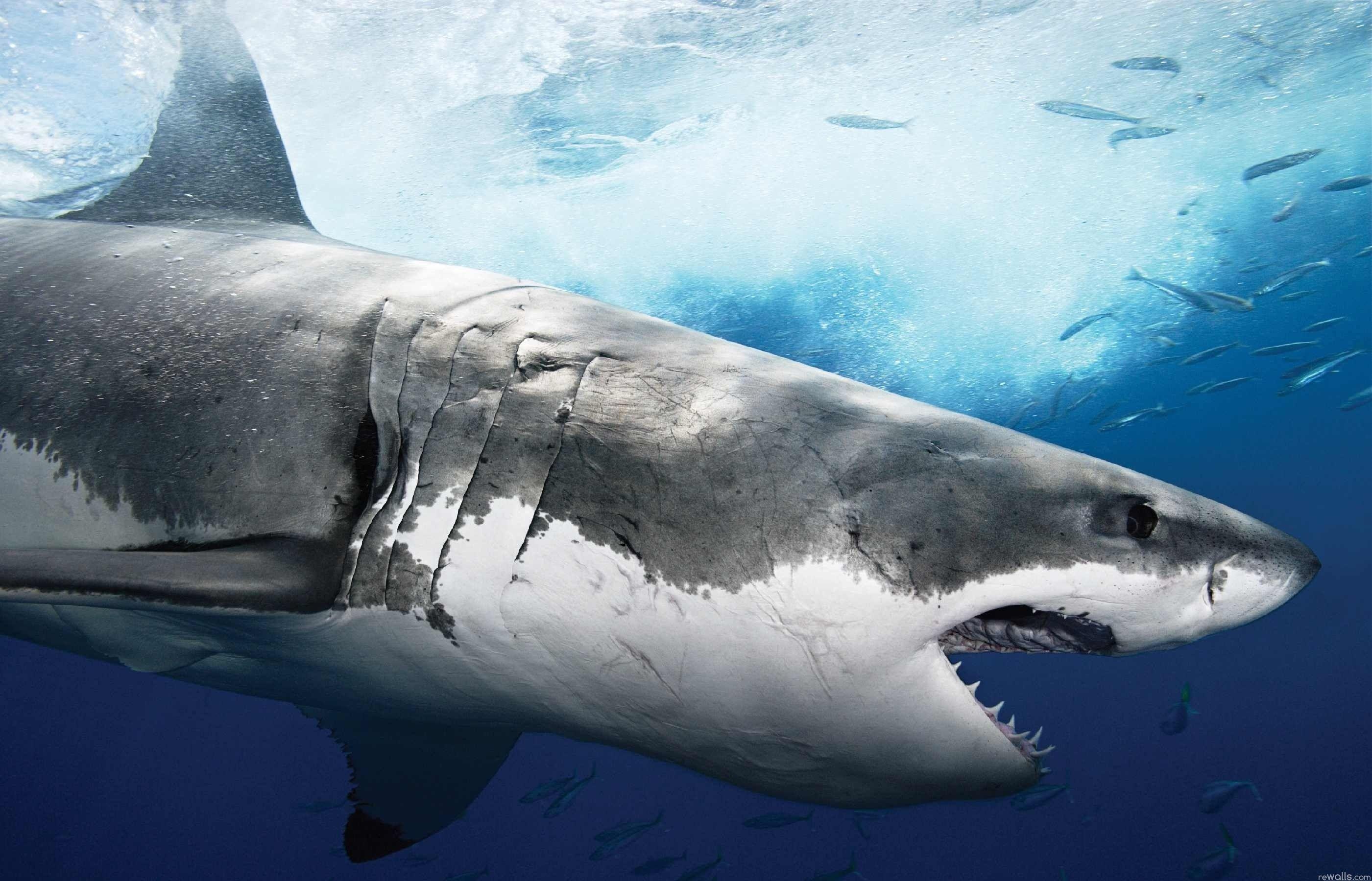 2801x1800 Sharks wallpaper DOWNLOAD .