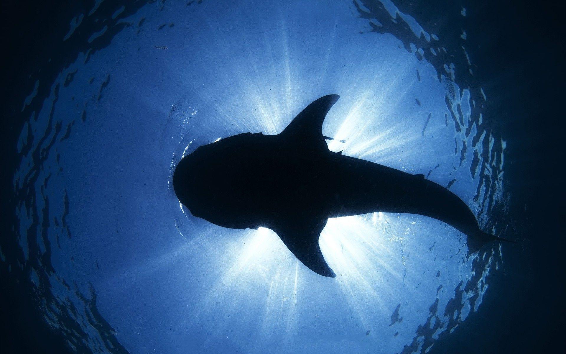 1920x1200 Shark HD Wallpaper For Desktop .