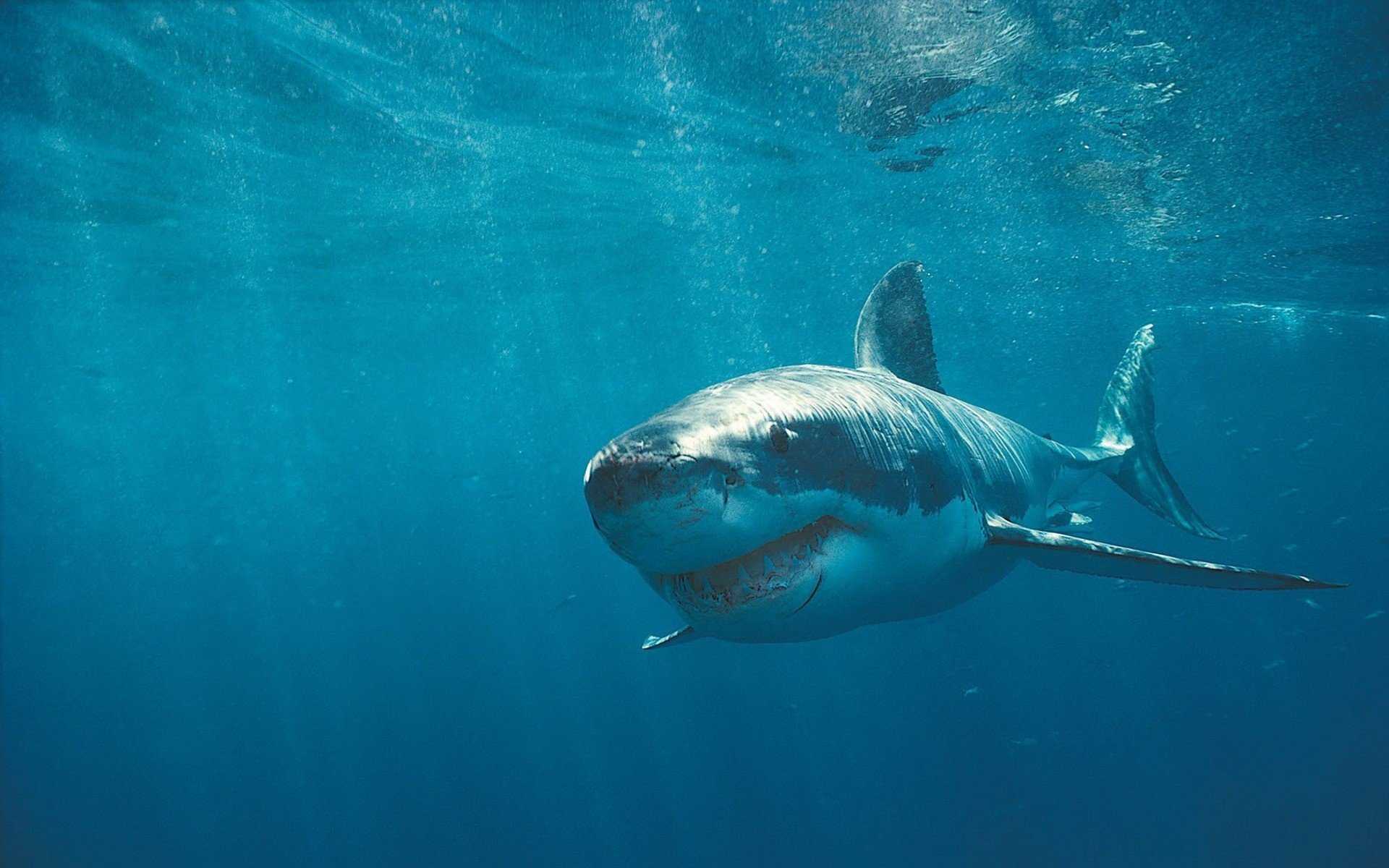 1920x1200 Shark Wallpaper .