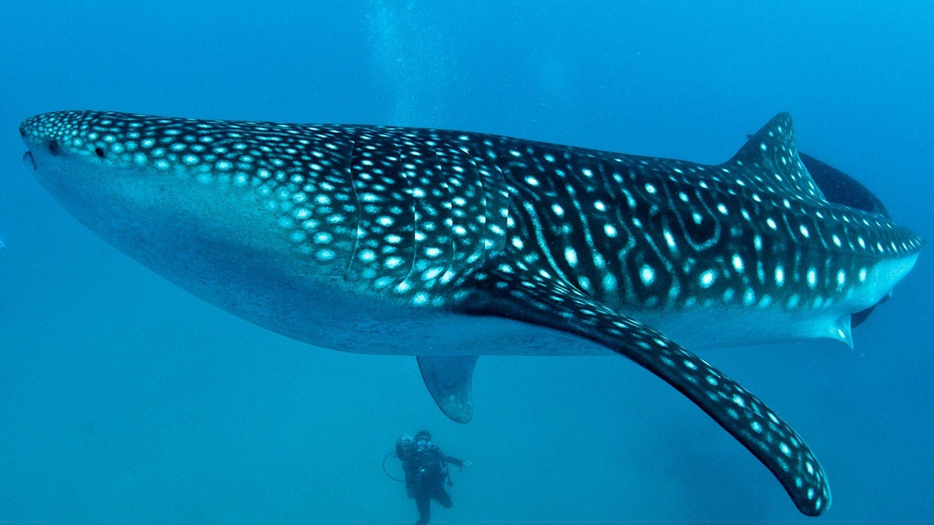 1920x1080 Whale Shark Desktop Background .