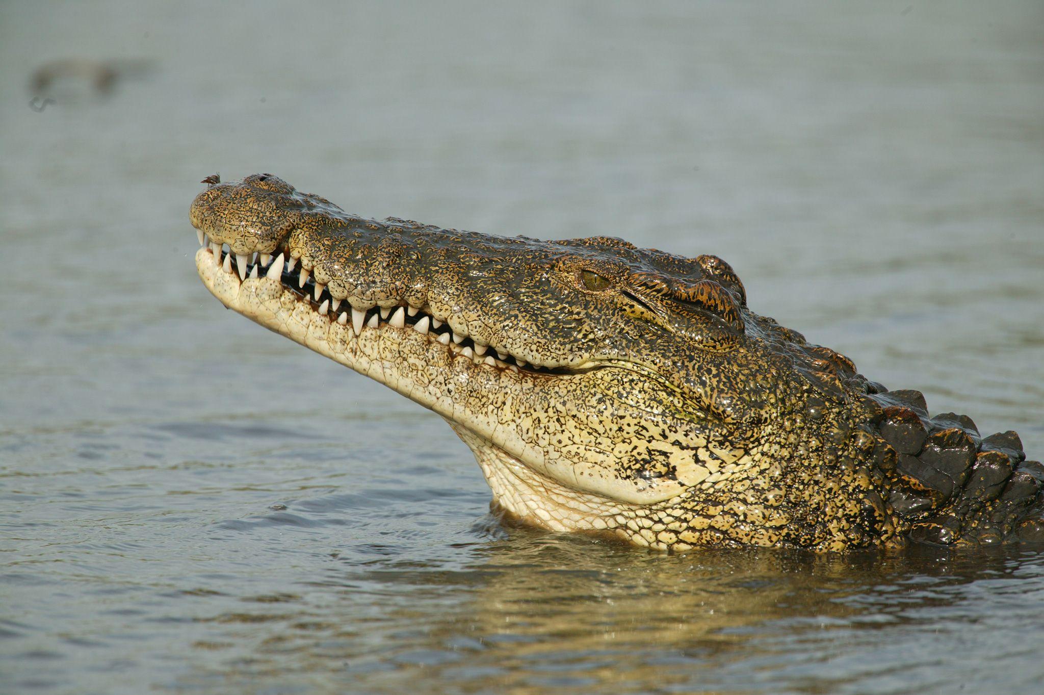 2048x1363 Crocodile HD Wallpaper, Desktop Wallpaper Crocodile Wallpaper & Background Download