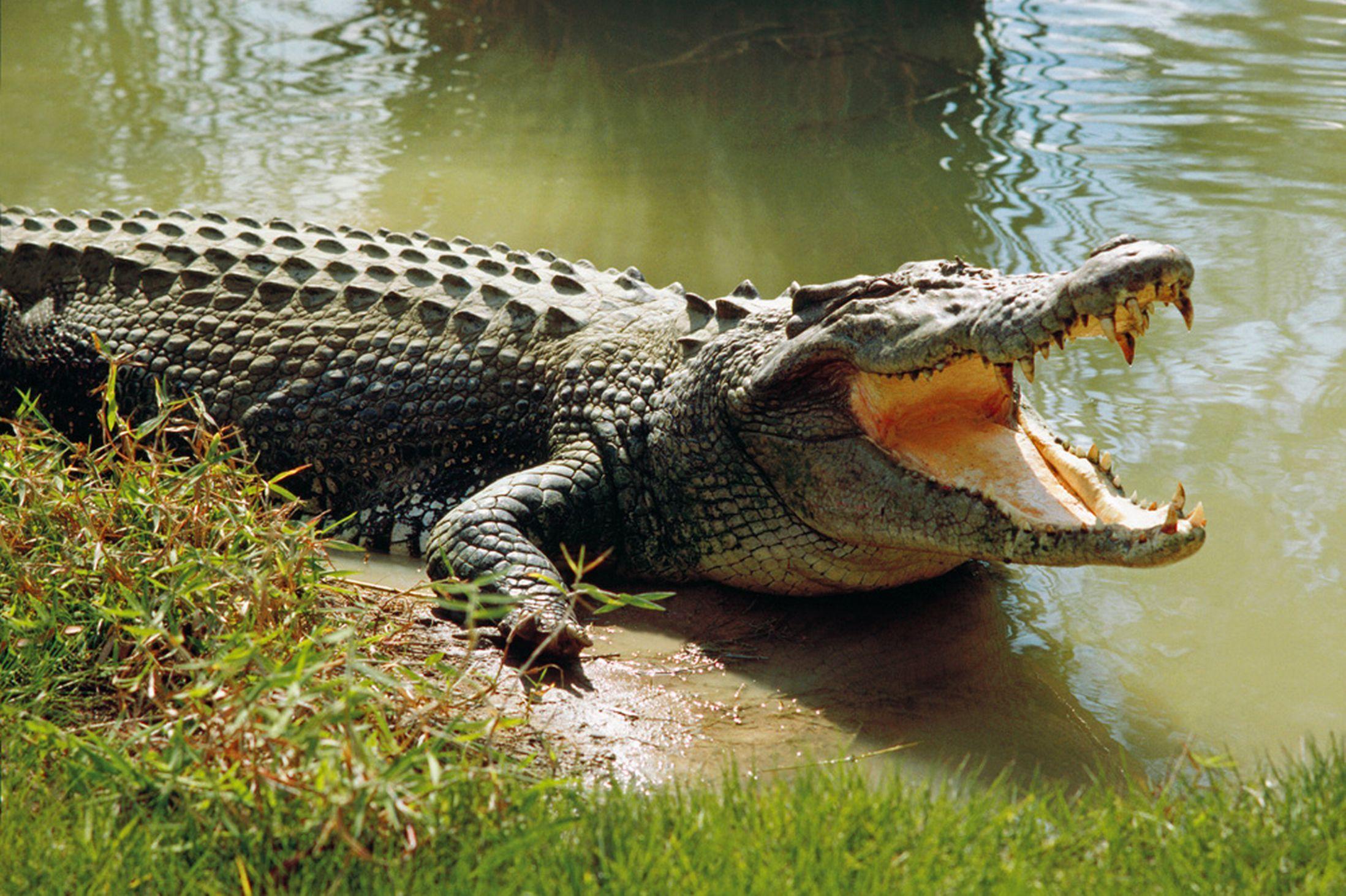 2197x1463 Saltwater Crocodile Wallpaper