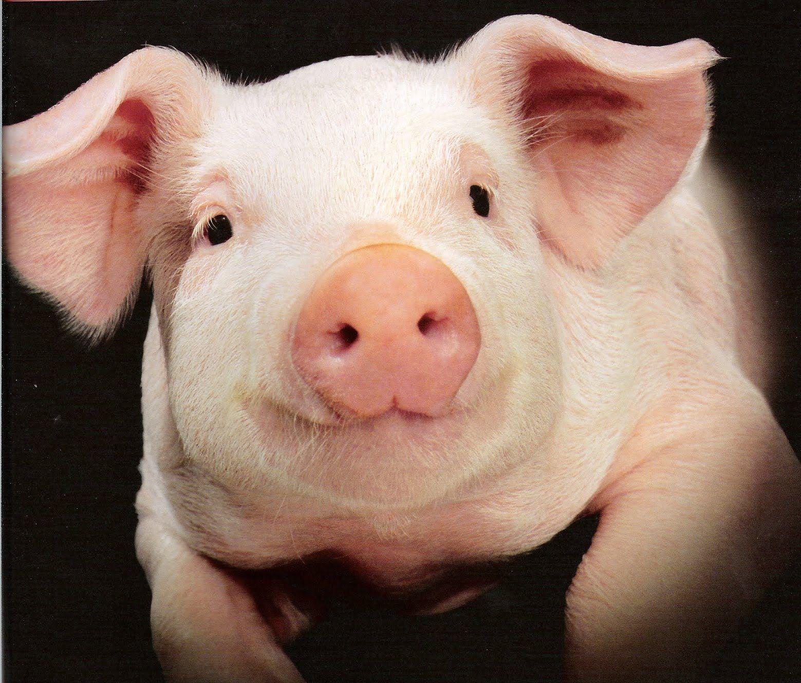 1559x1329 Pig Picture, Wallpaper GDWWP .