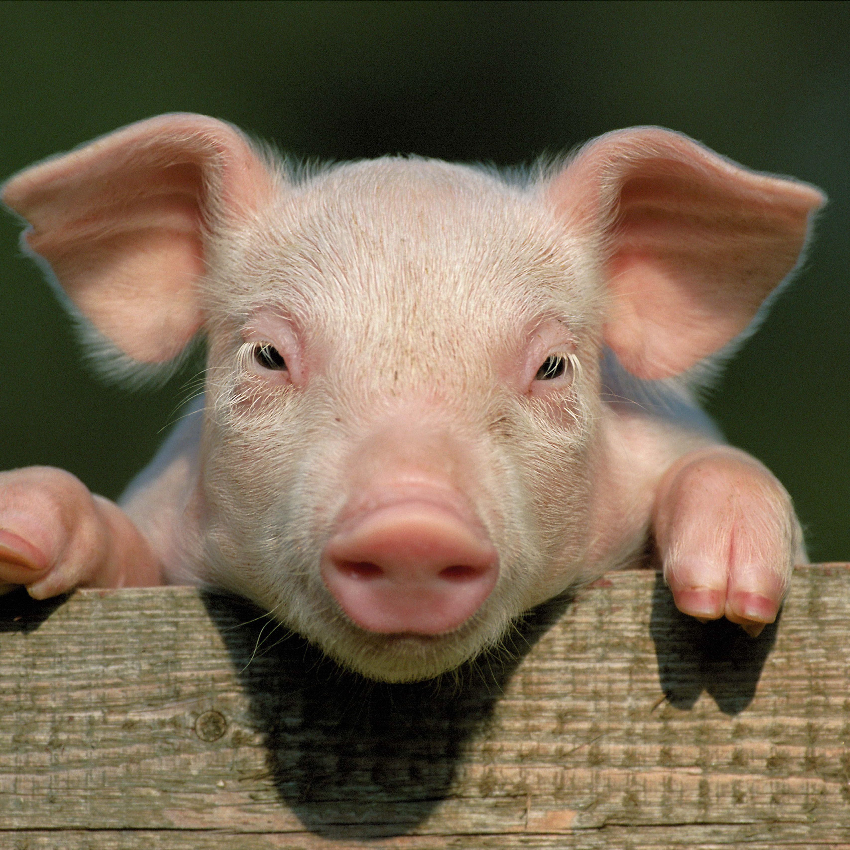 Глупые свиньи. Свинья. Свинья улыбается. Свинья смеется. Поросенок улыбается.