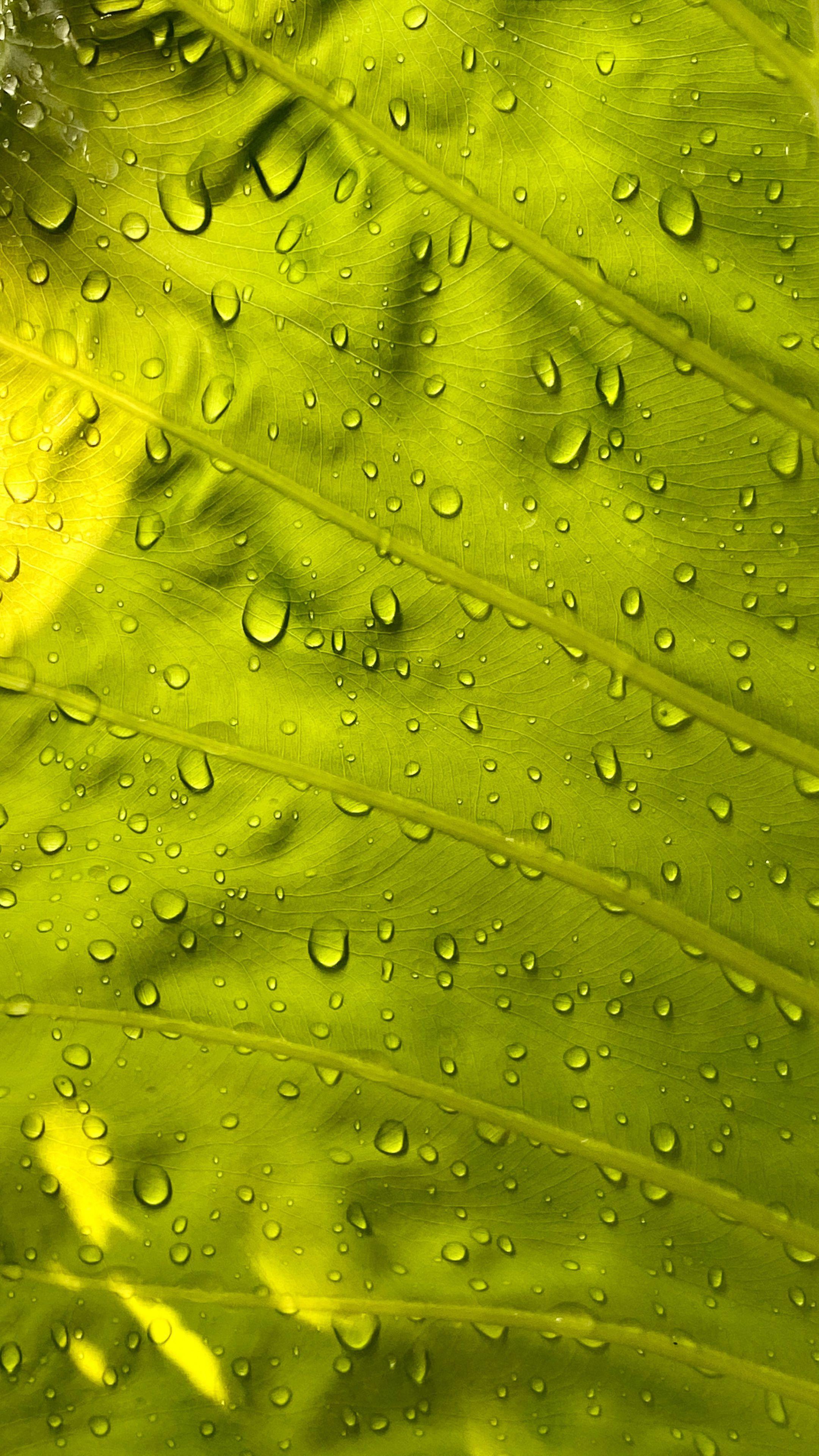 2160x3840 Leaf, drops, surface, close .at