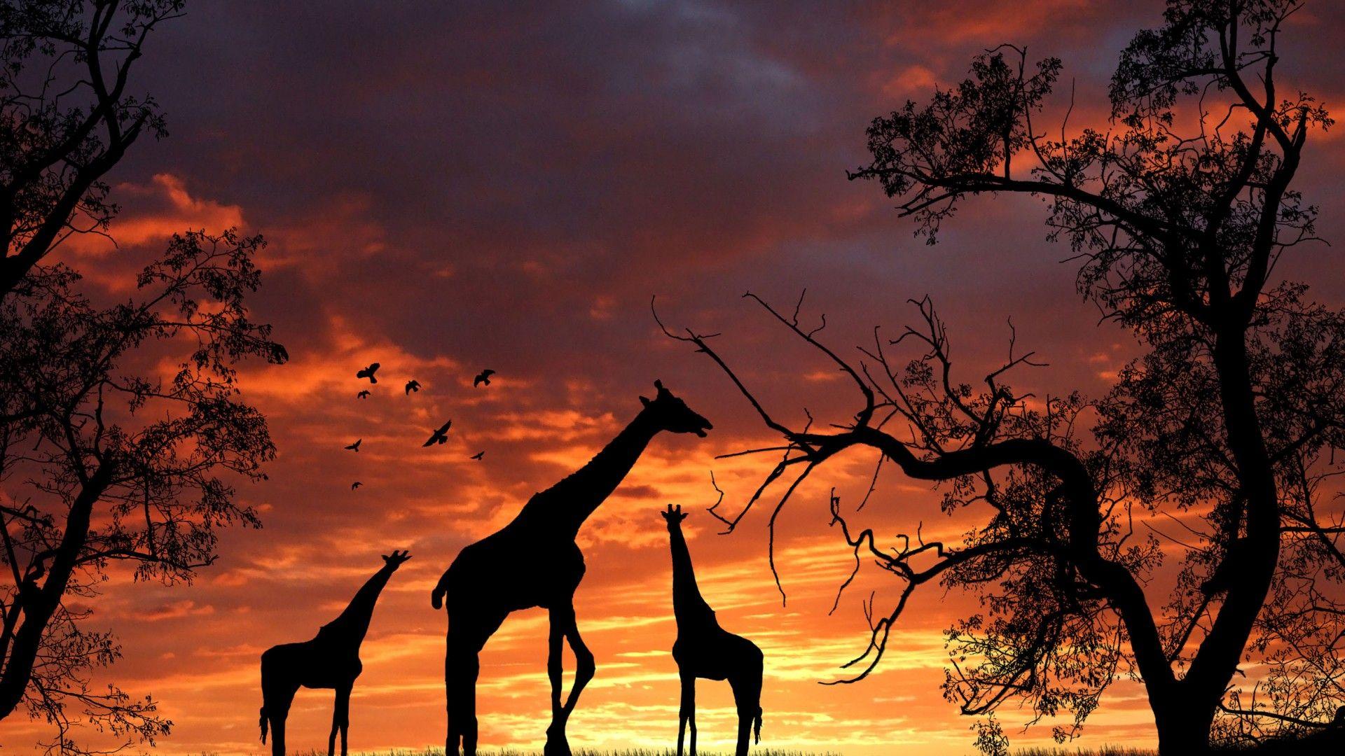 1920x1080 Awesome Giraffe Wallpaper. Full HD .wallpaper Full Hd 4u.