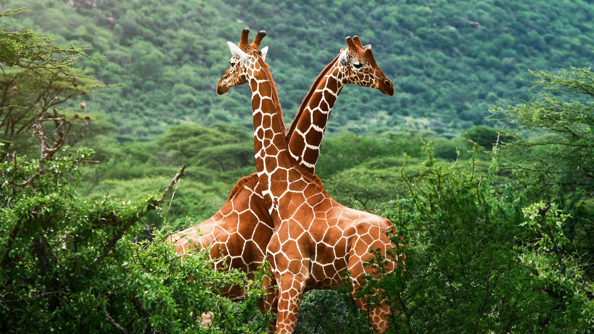 1920x1080 Giraffe Wallpaper -