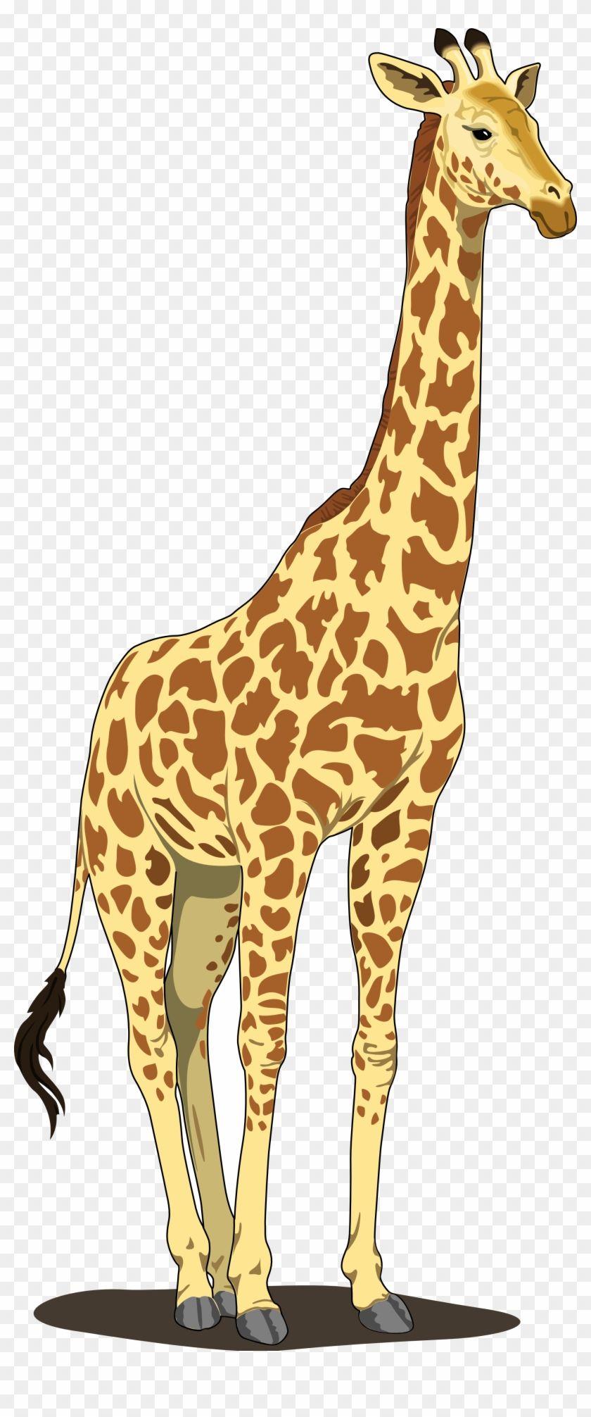 840x2012 Giraffe Clipart Widescreen 2 HD Wallpaper Clipart Png, Transparent Png
