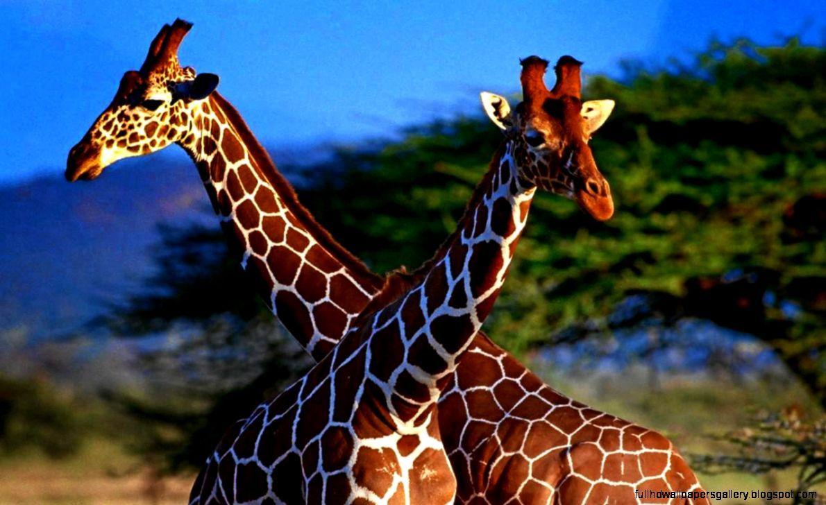 1190x728 Funny Giraffe HD Wallpaper. Full HD .fullhdwallpapergallery.