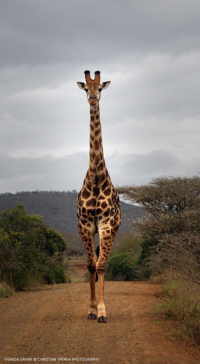 661x1200 Giraffe picture .com