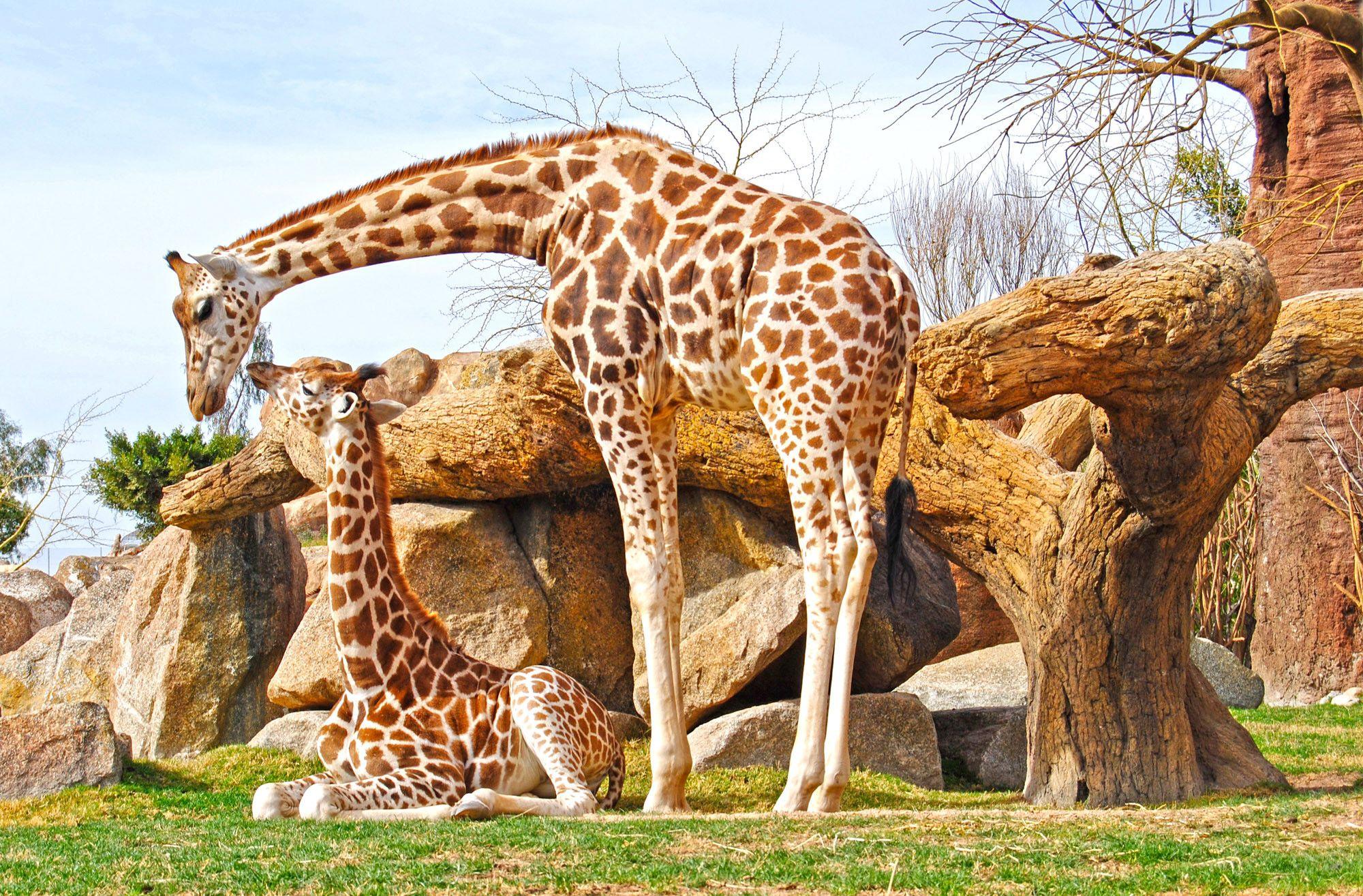 Awesome Giraffe Wallpapers Top Free Awesome Giraffe Backgrounds   5288260 