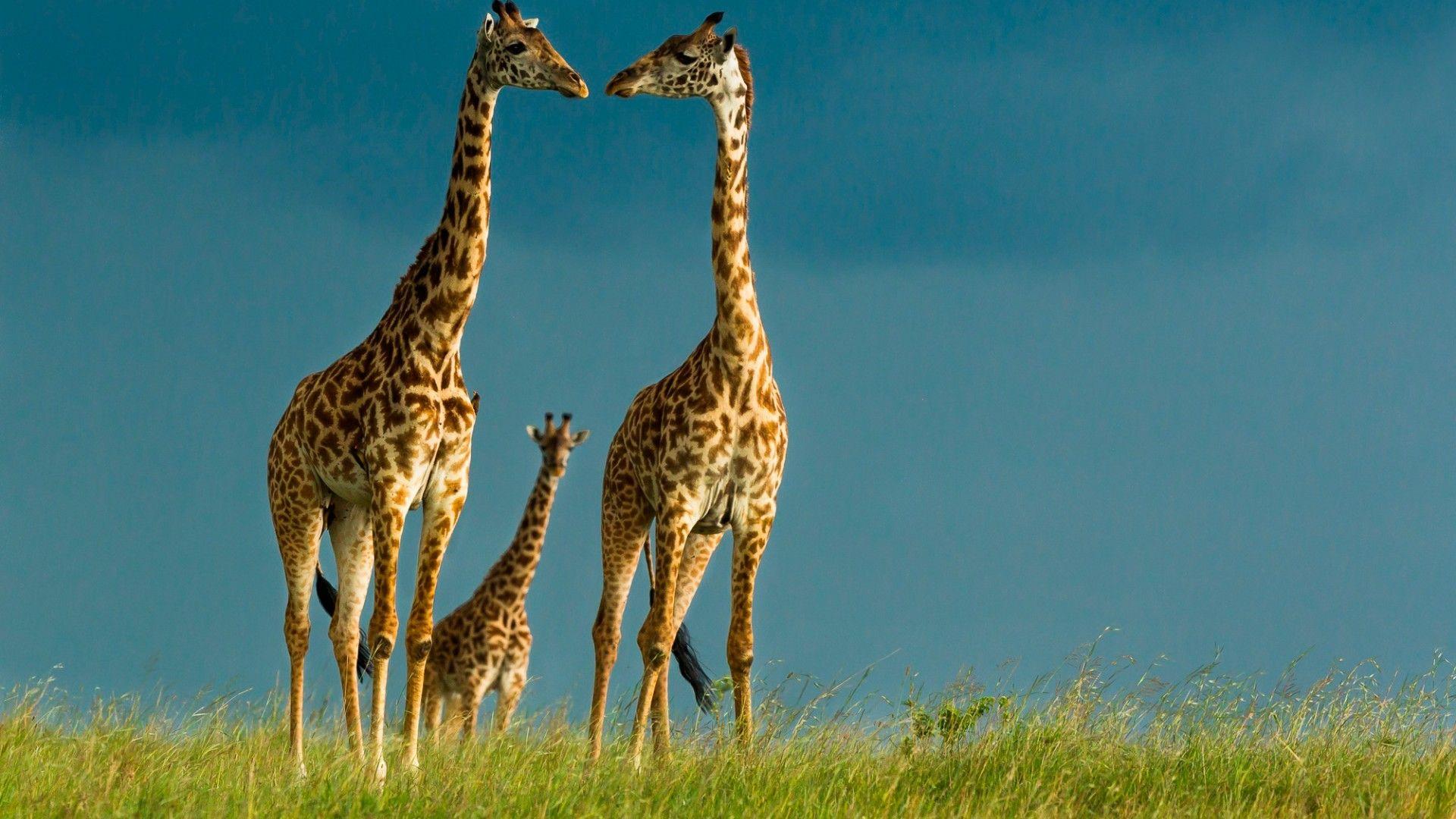 1920x1080 Giraffe Desktop Background Group Wallpaper