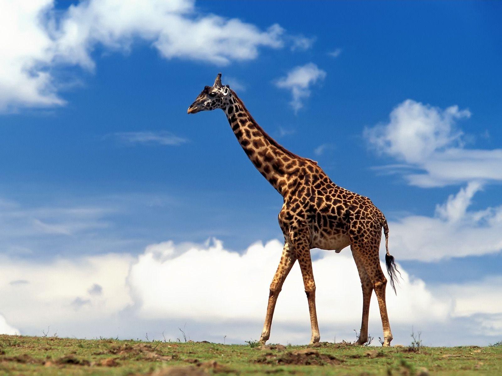 1600x1200 Giraffe