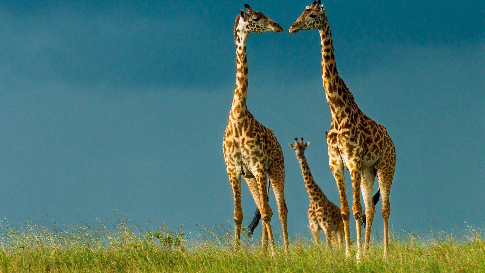 1920x1080 beauty, Cute, Amazing, Animal, Animal .