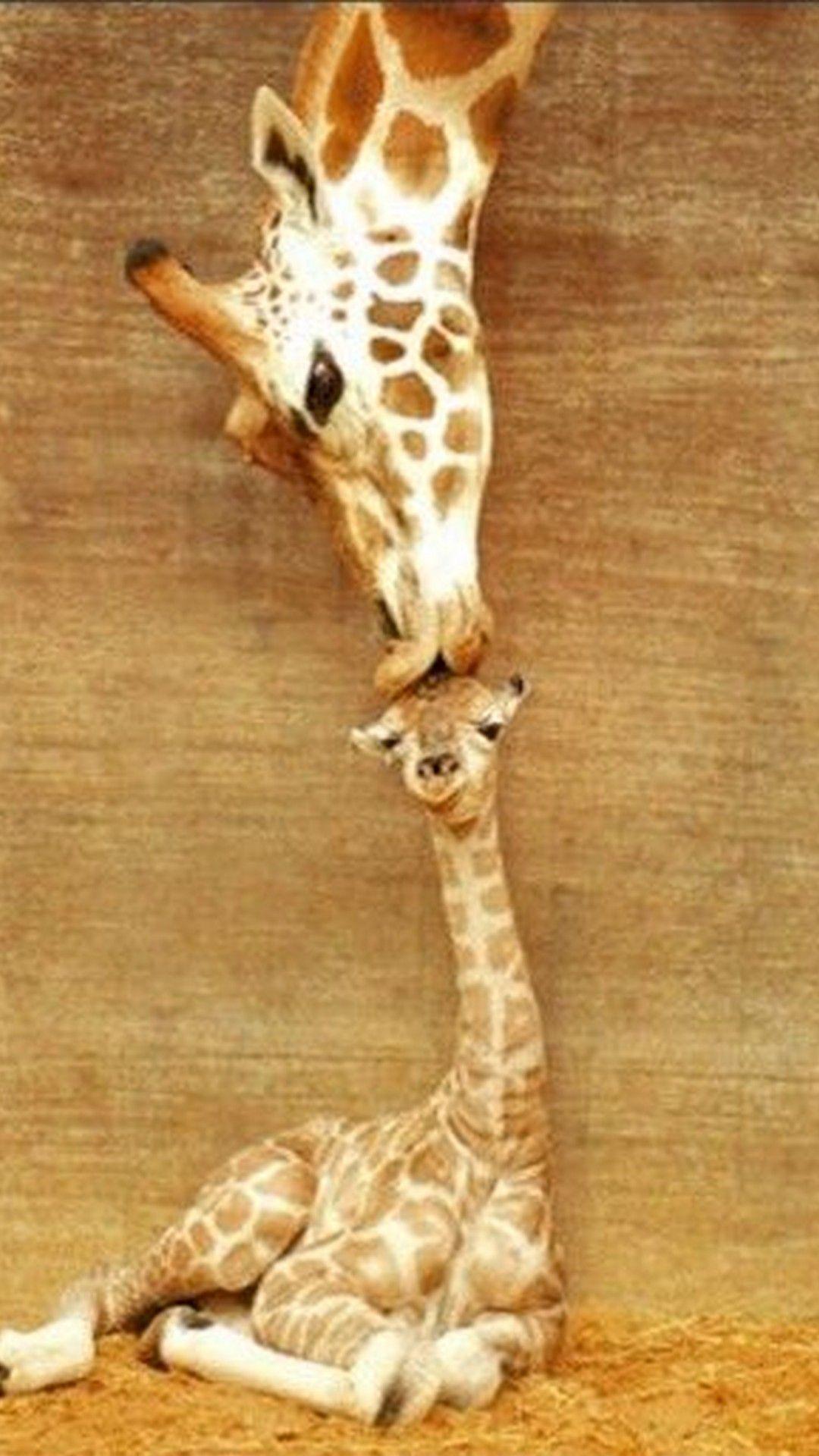 1080x1920 Cute Giraffe Wallpaper For Android .