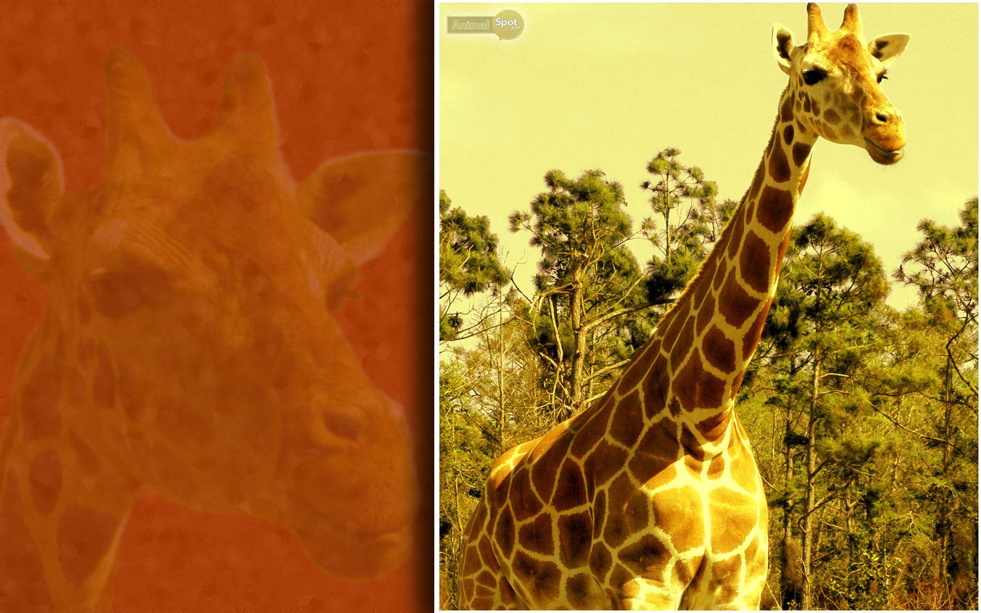 1920x1200 Giraffe Wallpaper