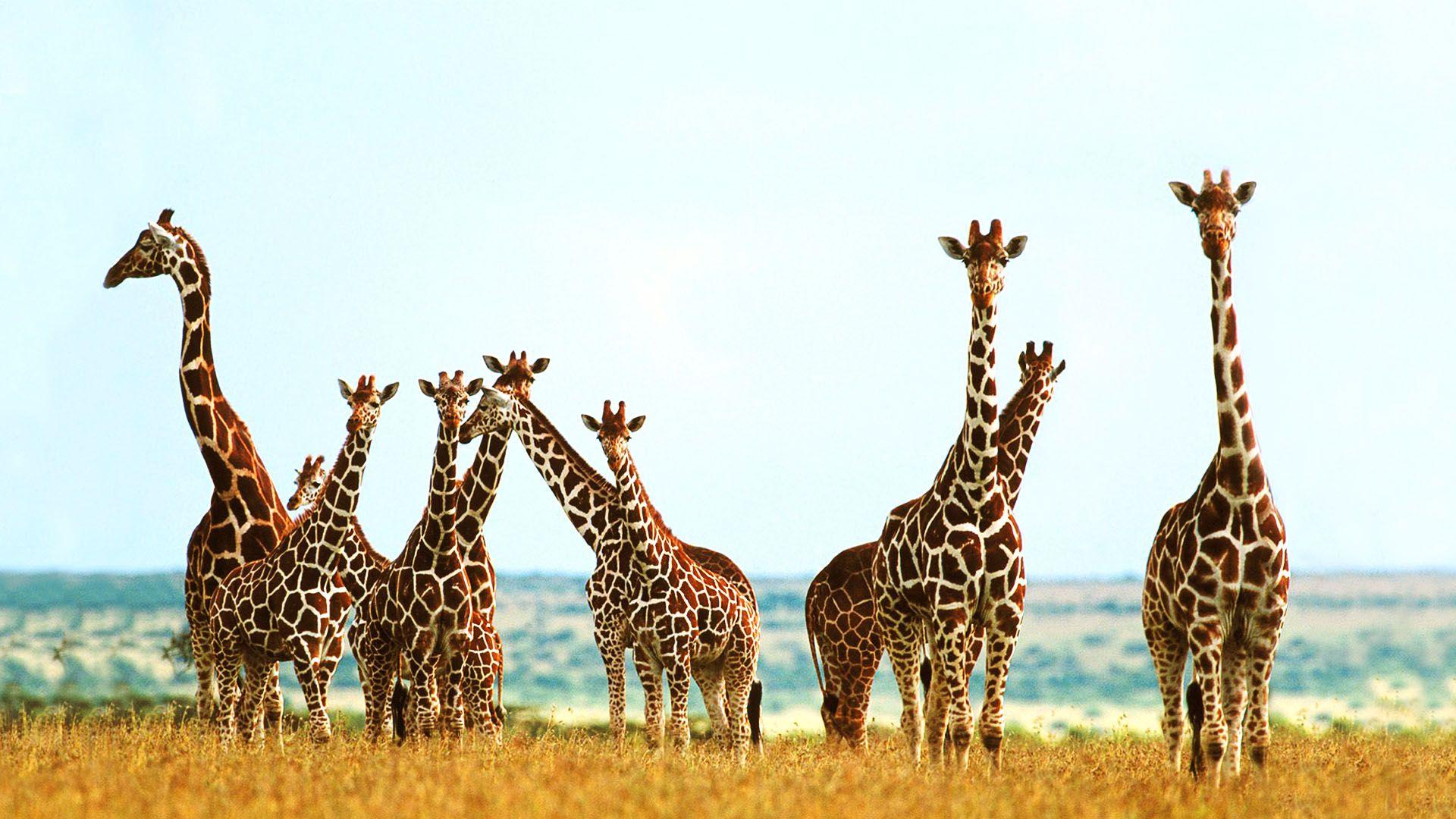 1920x1080 Giraffe HD