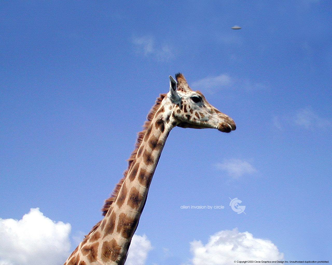1280x1024 Giraffe wallpaper 1280x1024 desktop .