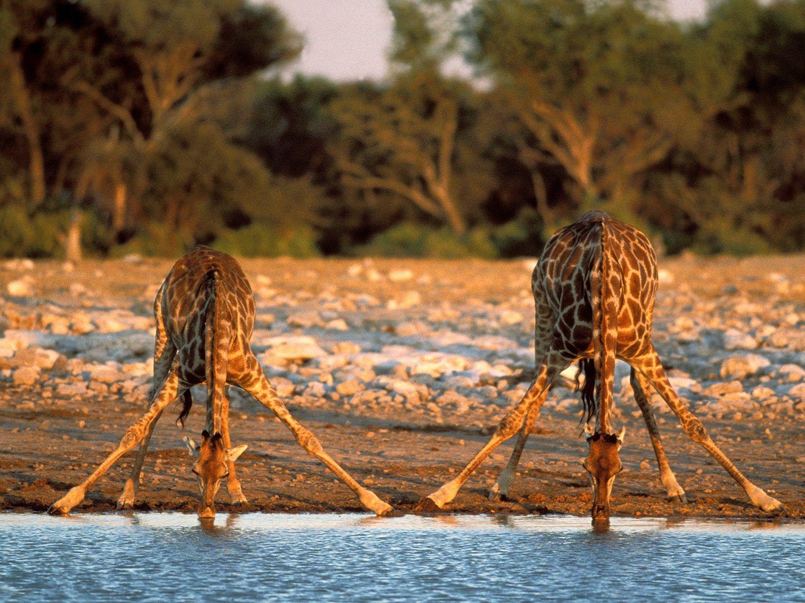 1600x1200 Baby Giraffe