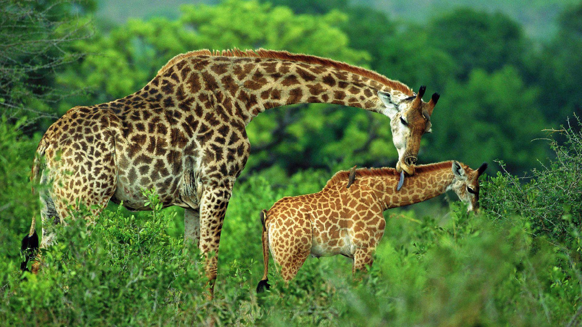 1920x1080 Giraffe