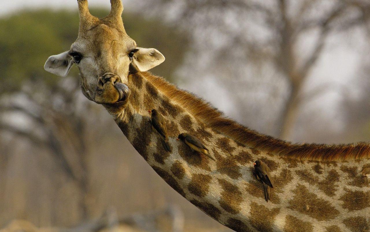 1280x804 Nosey giraffe wallpaper. Nosey .