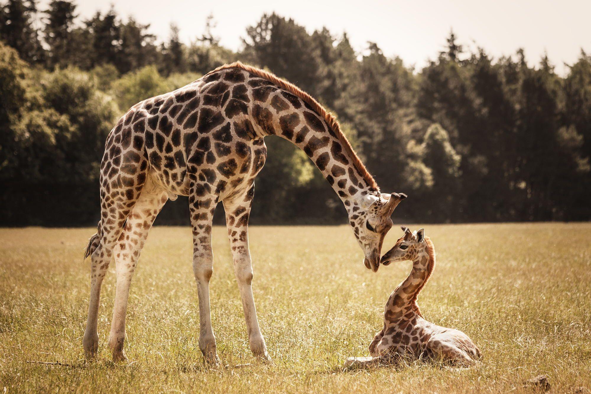 2000x1333 Baby Giraffe