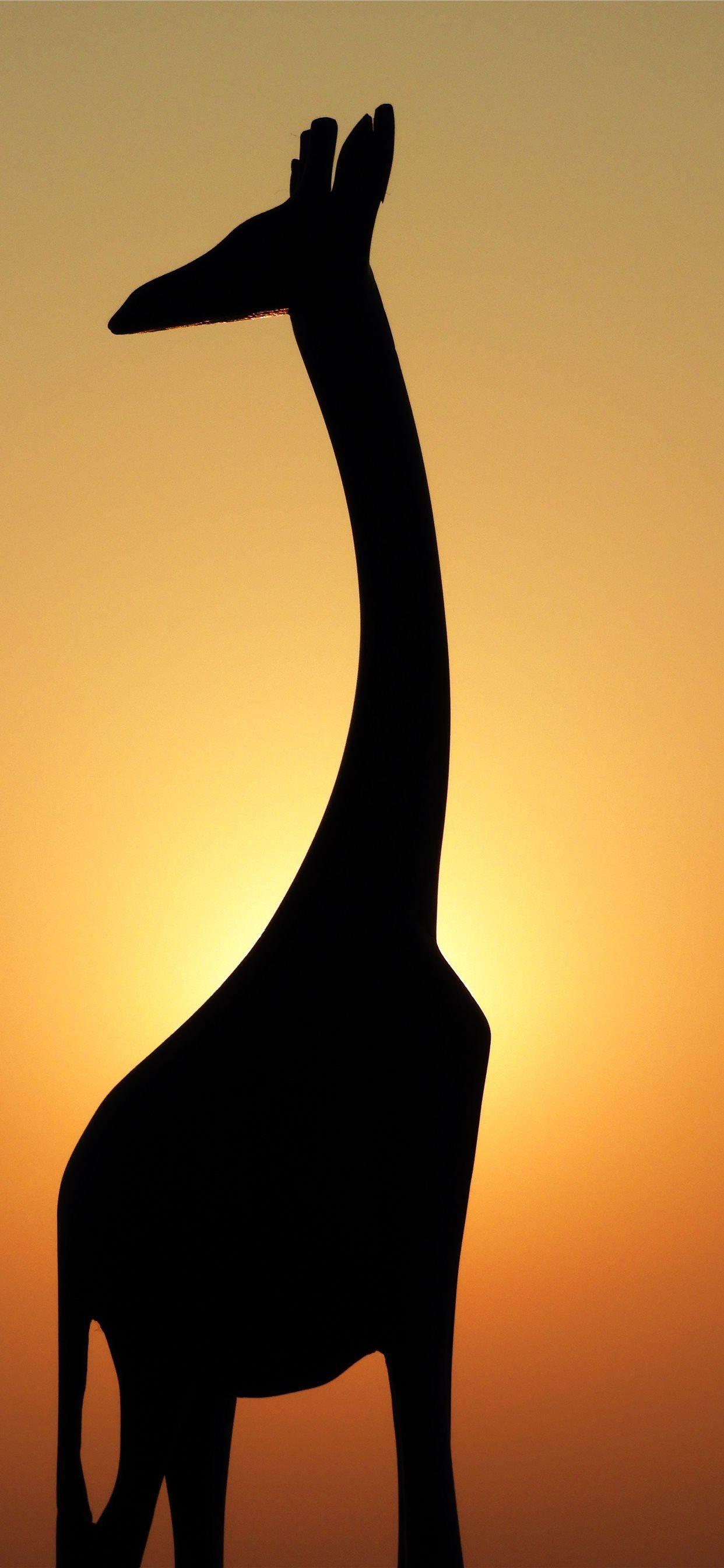 1242x2688 Best Giraffe iPhone SE Wallpaper HD .