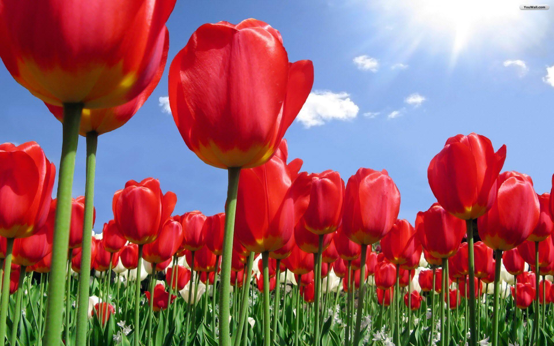 1920x1200 Red Tulip Wallpaper