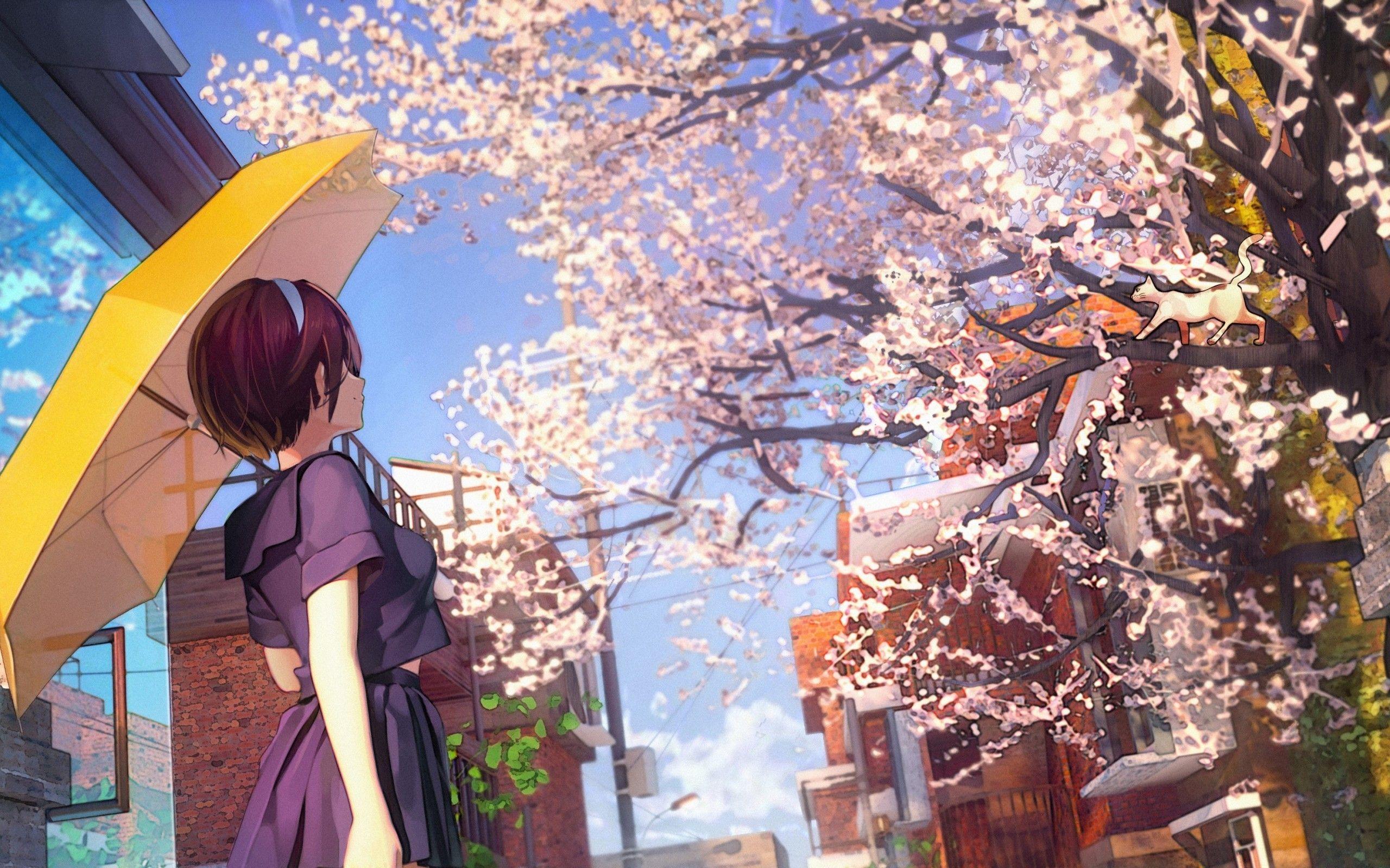 2560x1600 Download 2560x1600 Cherry Blossom .