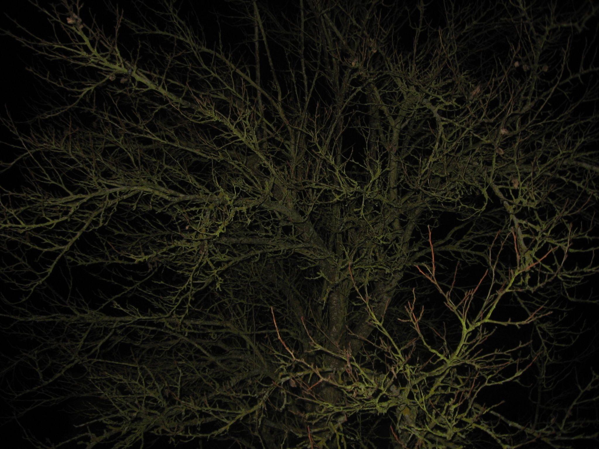 2048x1536 Wolves in the Throne Room Wallpaper on .