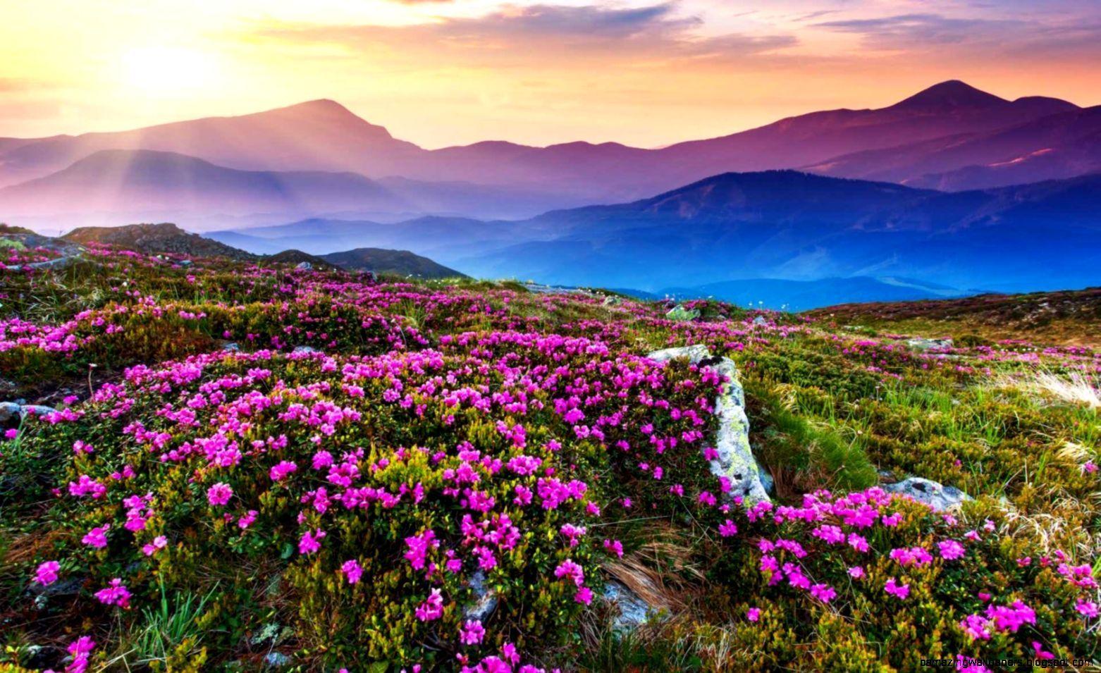 1562x955 Valley Of Flowers Wallpaper .
