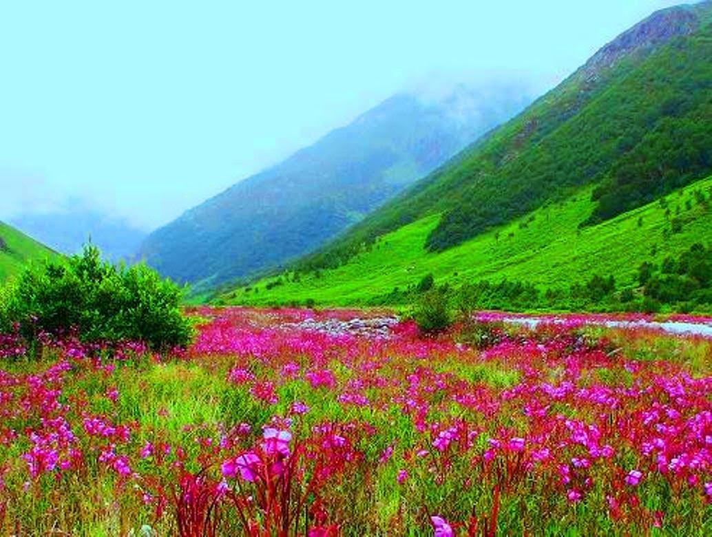 Valley Of Flowers Wallpaper