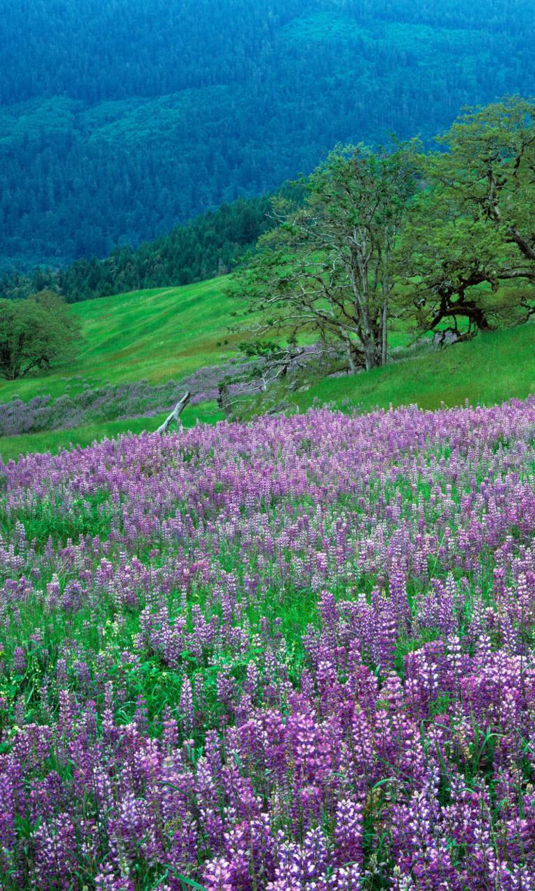 768x1280 Valley Flowers wallpaper by .