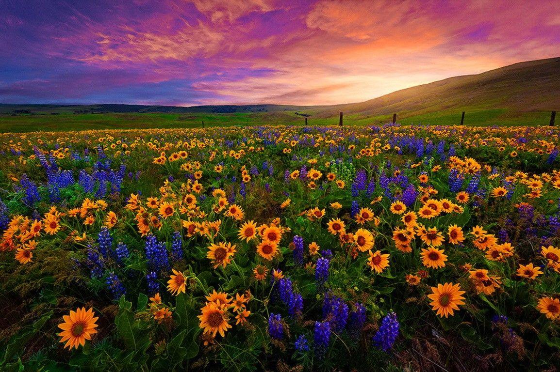 1154x768 Field Sunset Valley Beautiful Nice .itl.cat