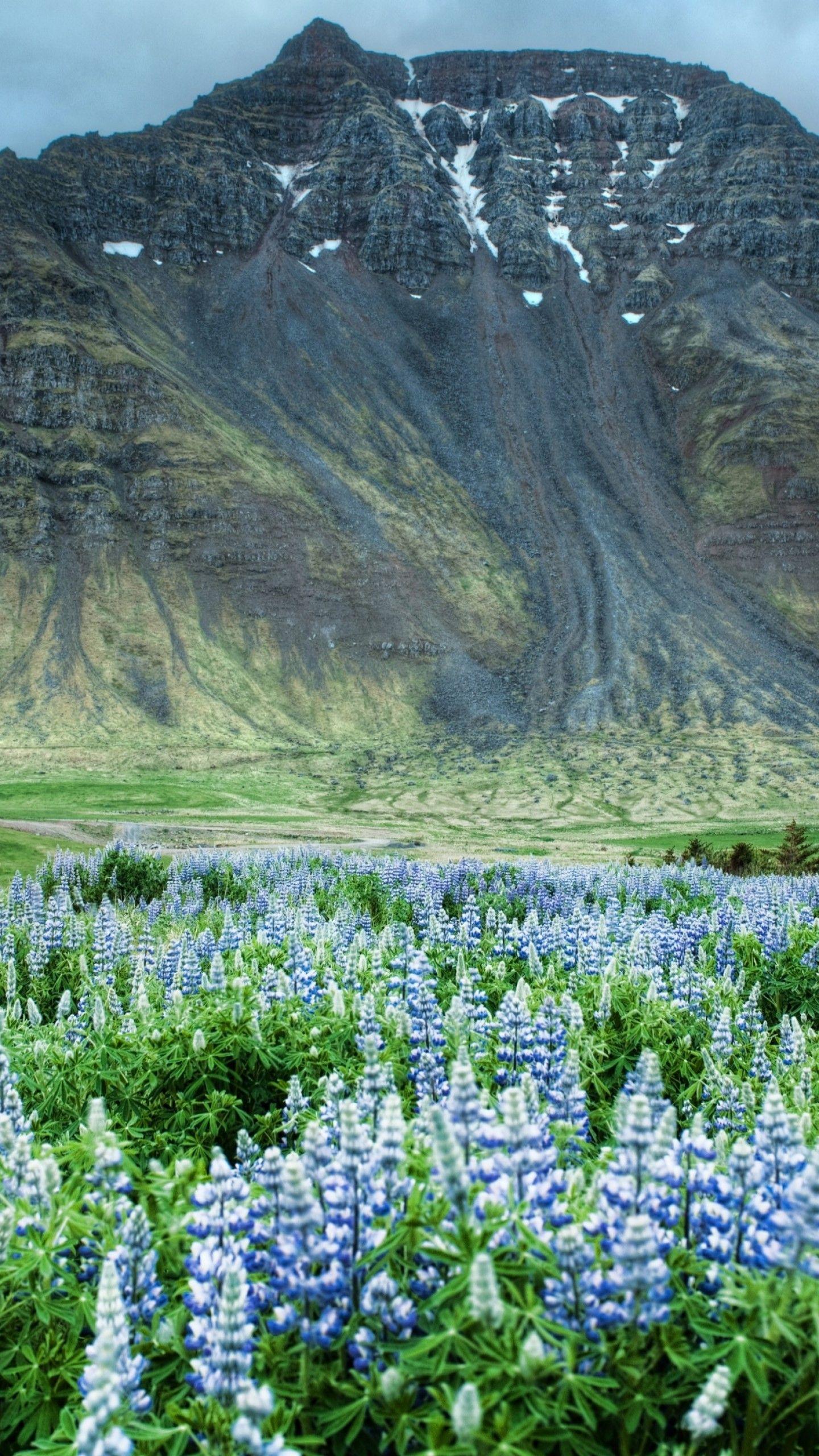 Valley of Flowers Wallpapers Top Free Valley of Flowers Backgrounds
