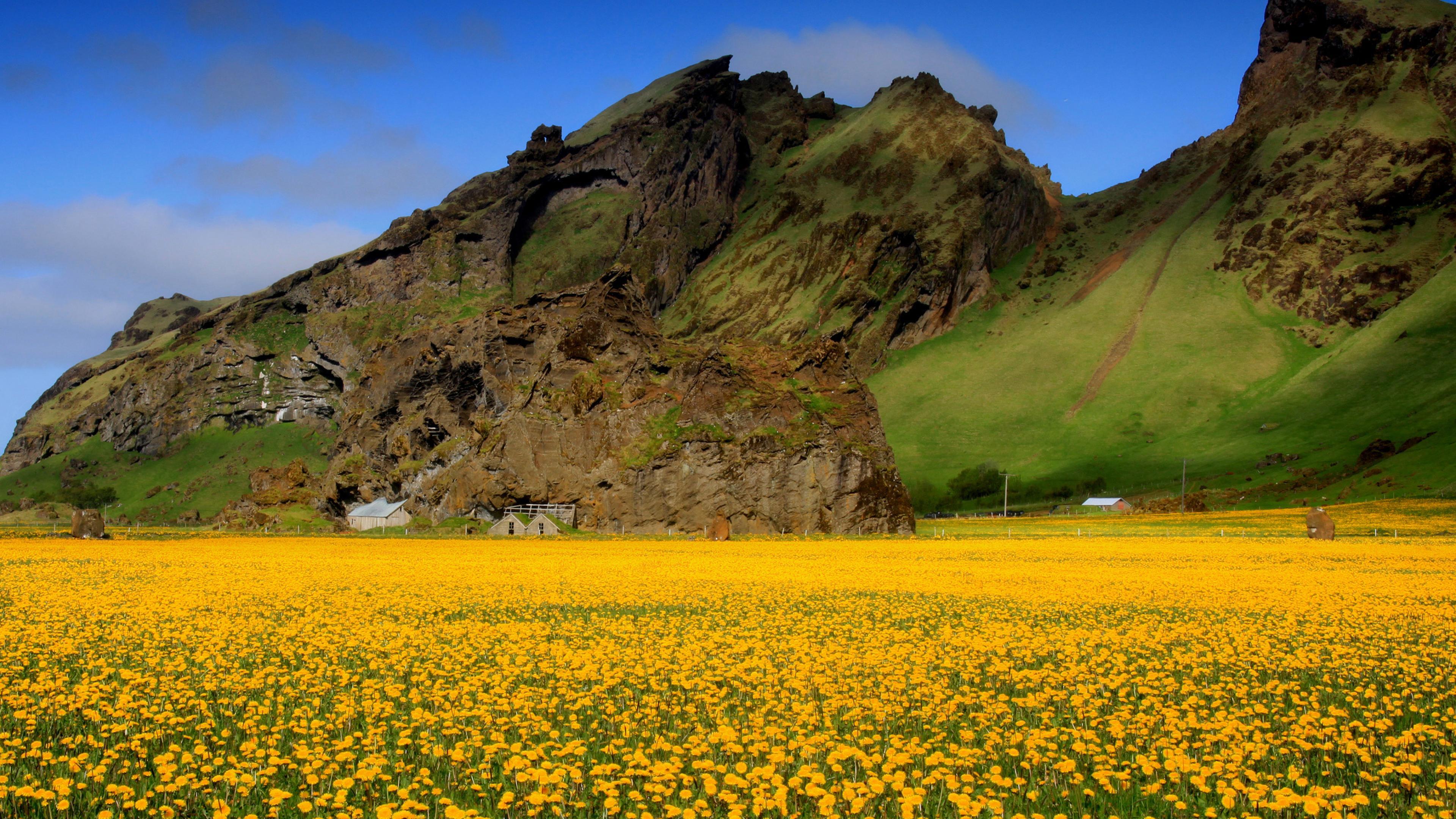3840x2160 Flowers HD Wallpaper .