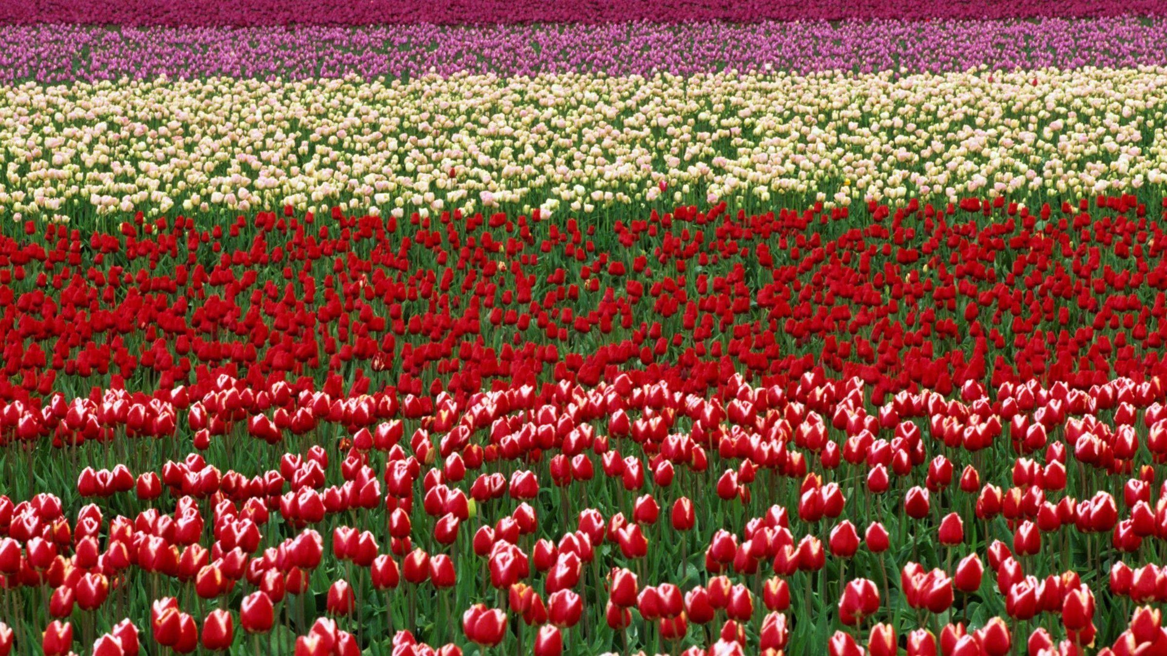 2400x1350 Download Top Flowers Wallpaper Downloadselfgrowth.info